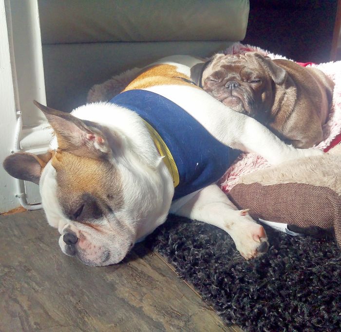 Furry Ying And Furry Yang Furry Ying And Furry Yang