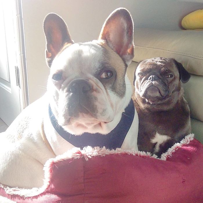 Furry Ying And Furry Yang Furry Ying And Furry Yang