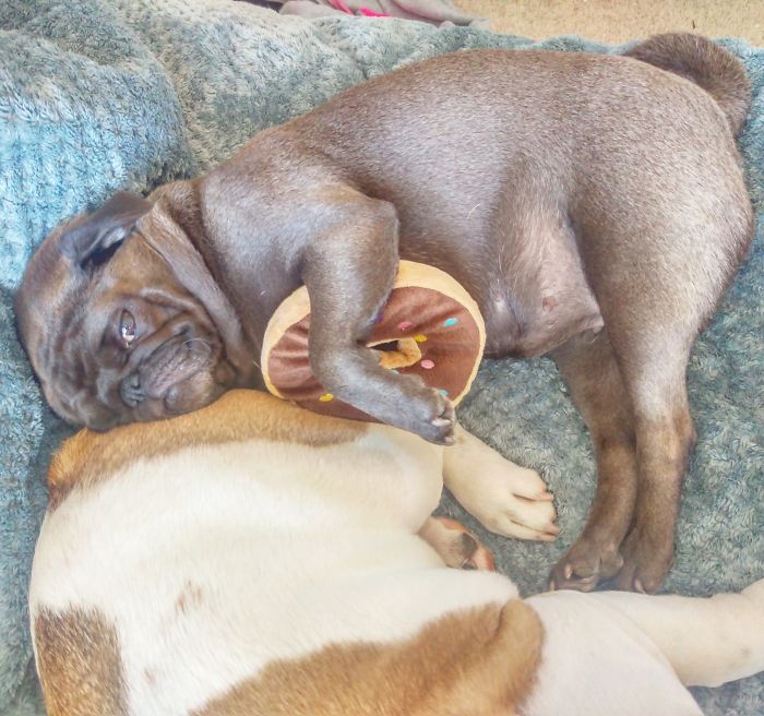 Furry Ying And Furry Yang Furry Ying And Furry Yang