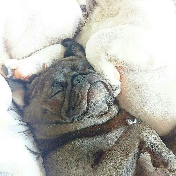 Furry Ying And Furry Yang Furry Ying And Furry Yang