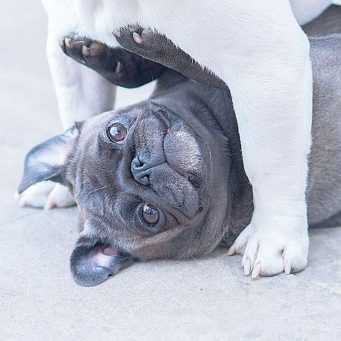 Furry Ying And Furry Yang Furry Ying And Furry Yang