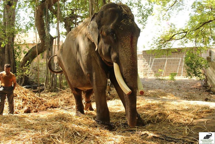 Elephant, Who Was Abused For 50 Years And Lived In Chains, Is Finally Freed By Wildlife Sos Elephant, Who Was Abused For 50 Years And Lived In Chains, Is Finally Freed By Wildlife Sos