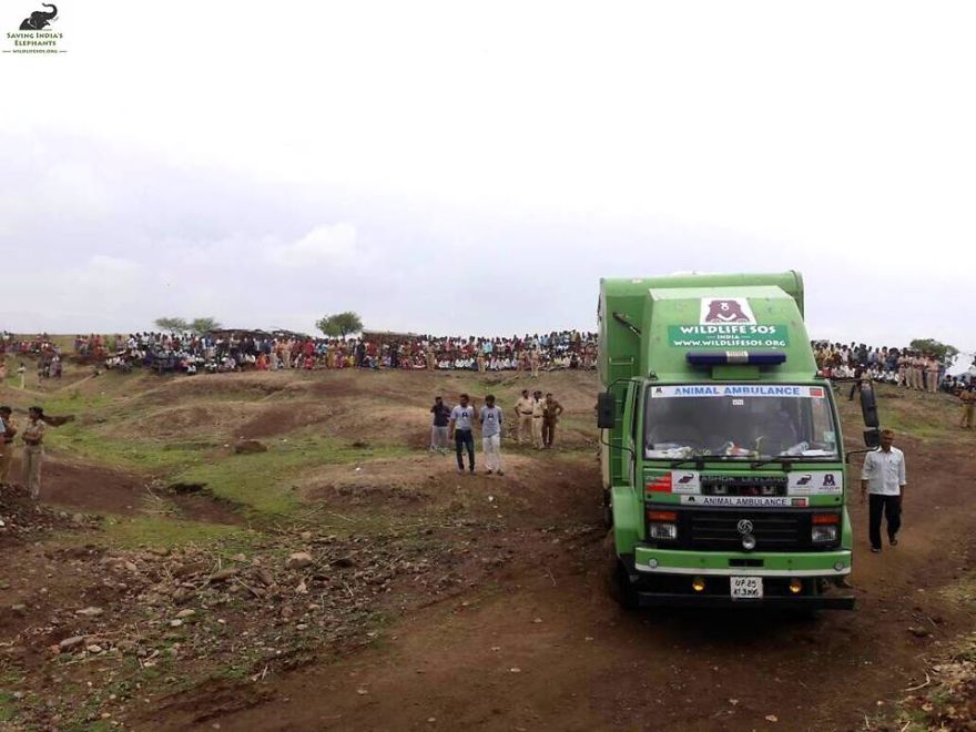 Elephant, Who Was Abused For 50 Years And Lived In Chains, Is Finally Freed By Wildlife Sos