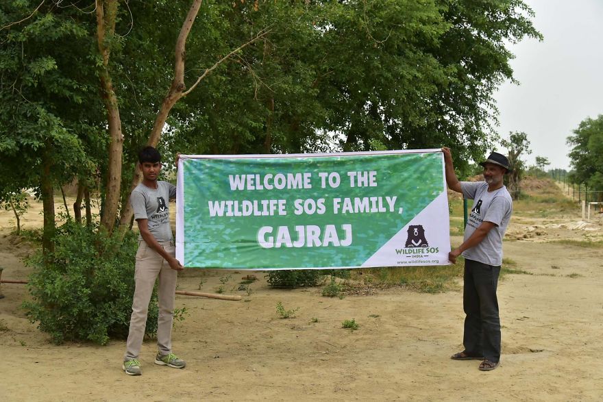Elephant, Who Was Abused For 50 Years And Lived In Chains, Is Finally Freed By Wildlife Sos