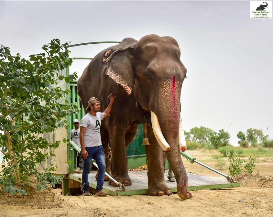 Elephant, Who Was Abused For 50 Years And Lived In Chains, Is Finally Freed By Wildlife Sos