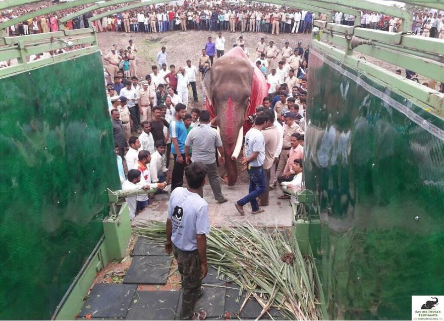 Elephant, Who Was Abused For 50 Years And Lived In Chains, Is Finally Freed By Wildlife Sos