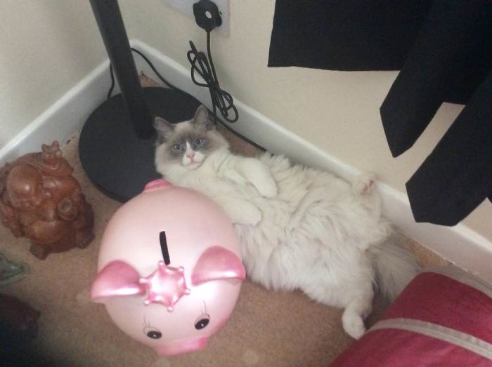 Which One Is The Pig!!!!