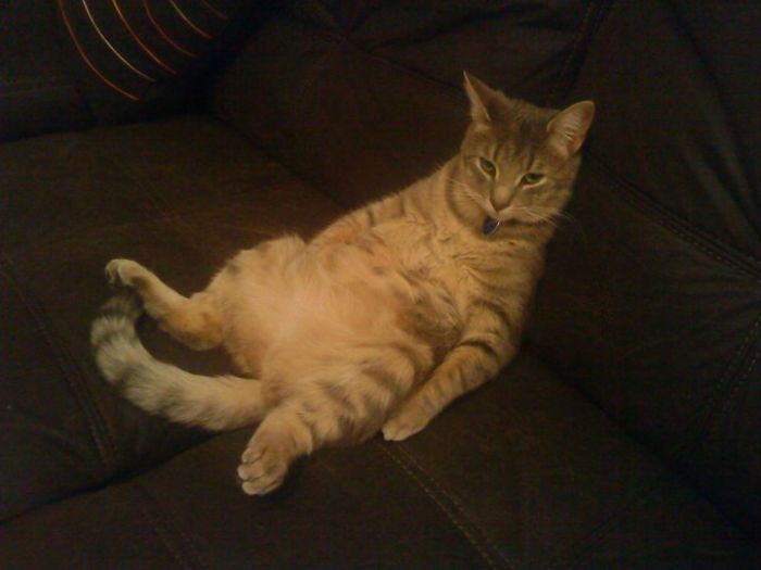 My Cat Hogs The Sofa And Won't Let Me Sit Down