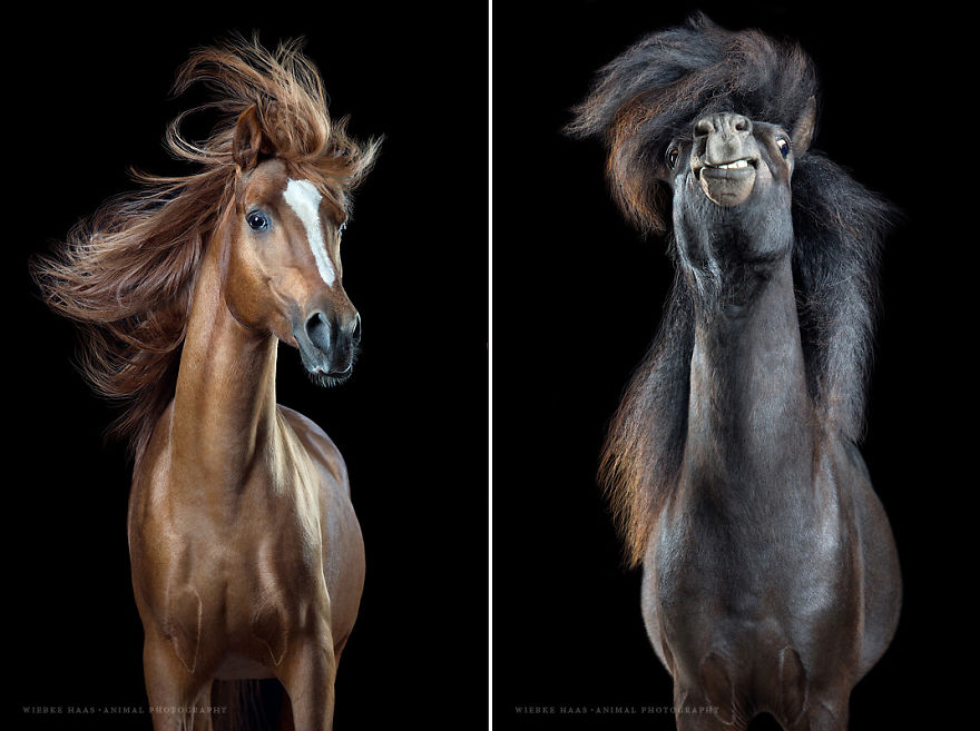 These Horses Will Define New Hair Trends! These Horses Will Define New Hair Trends!