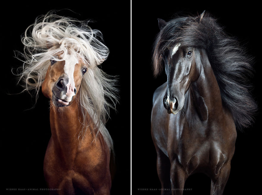 These Horses Will Define New Hair Trends! These Horses Will Define New Hair Trends!