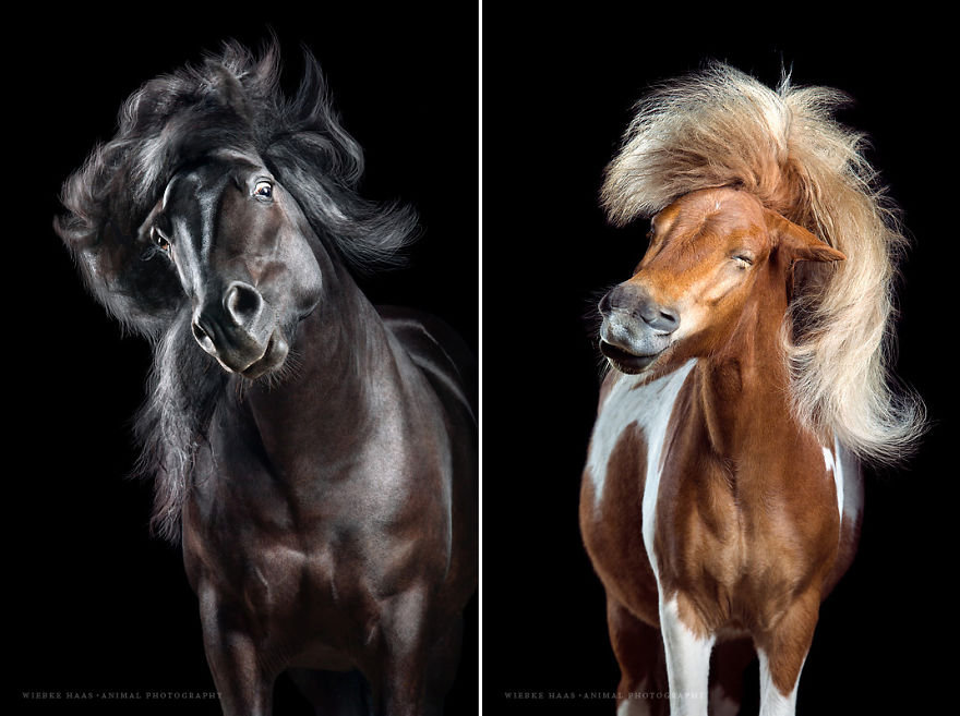 These Horses Will Define New Hair Trends! These Horses Will Define New Hair Trends!