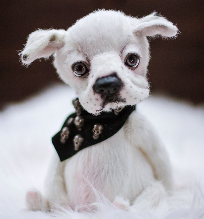 I Create Unique And Completely Handmade Ooak Dogs