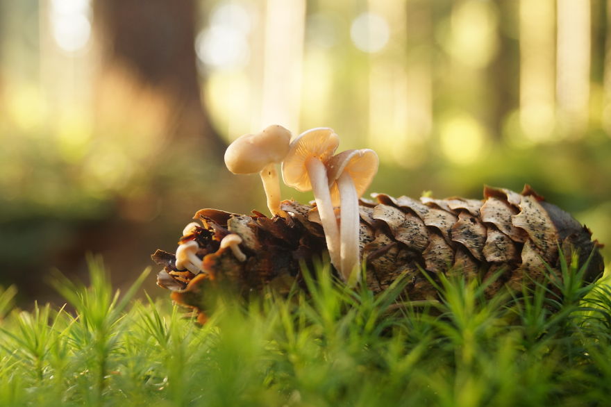 I Photograph Tiny, Magical Worlds