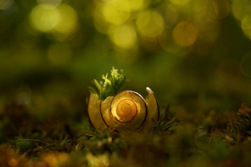 I Photograph Tiny, Magical Worlds