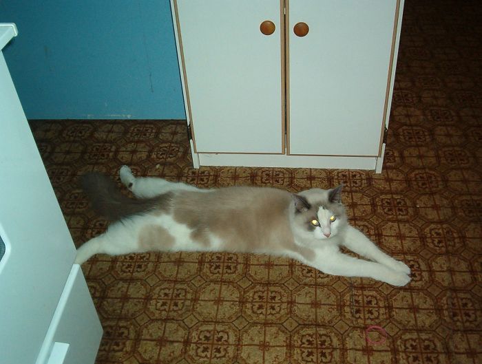 Frankie Lays Like This Often.