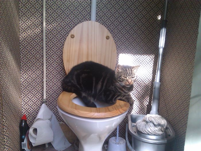 Walked Past My Dads' Cat Chillin' Like This In The Outside Loo...