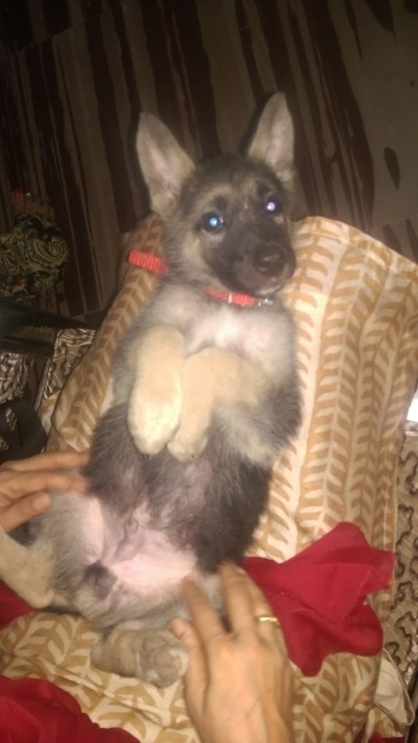 When Ur Dog Wants Bit Of Tickling