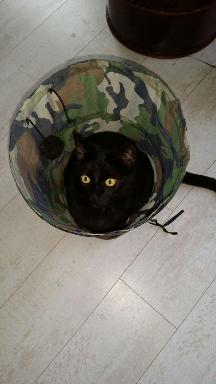 Why Play When Can Sit...