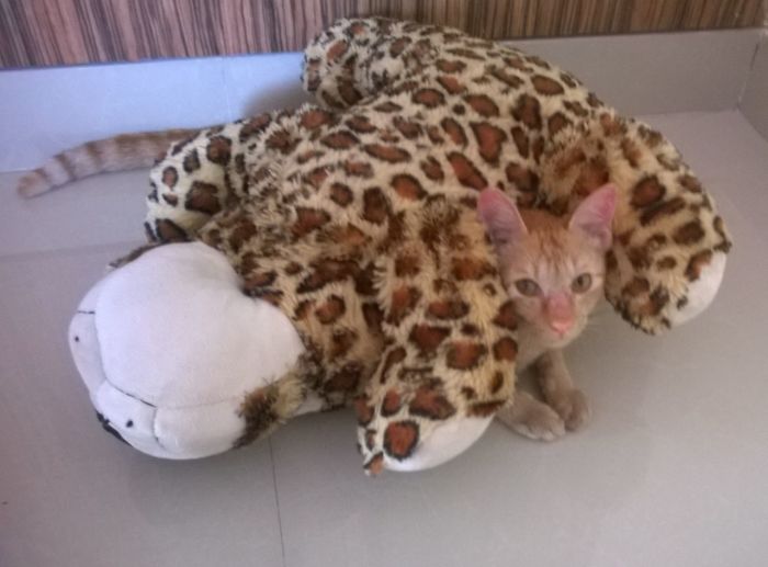 My Caramel Was Hiding Like This While I Looked For Her All Over The House :)