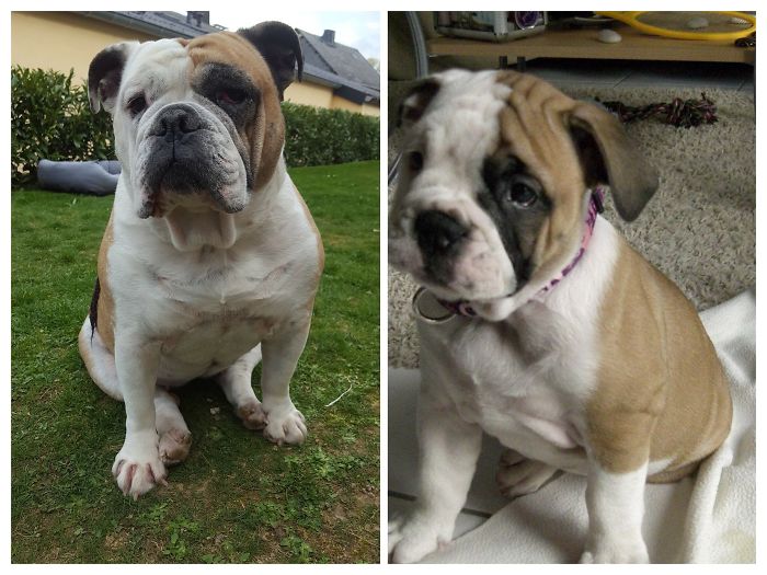 Difference Between Some Weeks And Now 8 Years Old Bulldoggirl