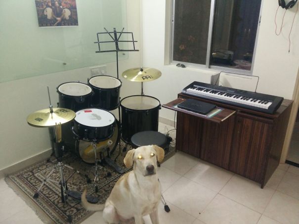 My Friend Found His Dog Ready For A Musical Session.
