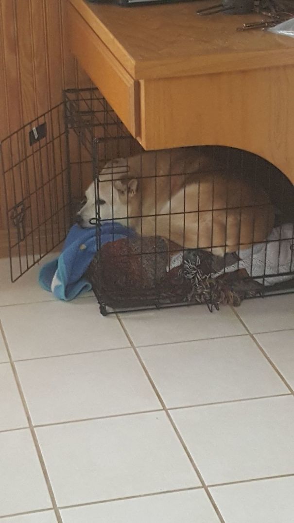 Jessie Is Jealous Of Bears Cage, So He Squeezed Inside.