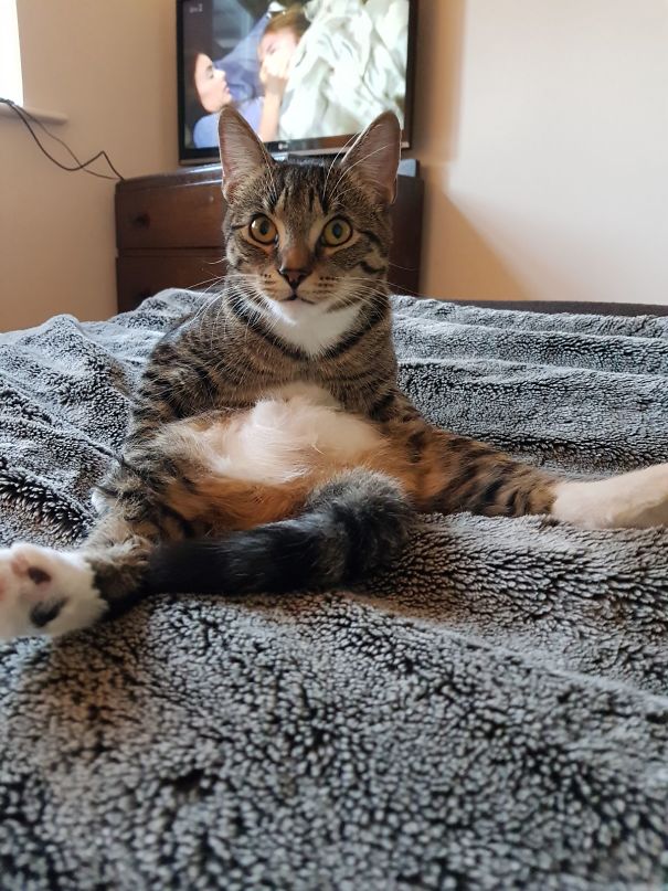 Our Kitten Nala's First Go On Catnip! Sits Like This!!