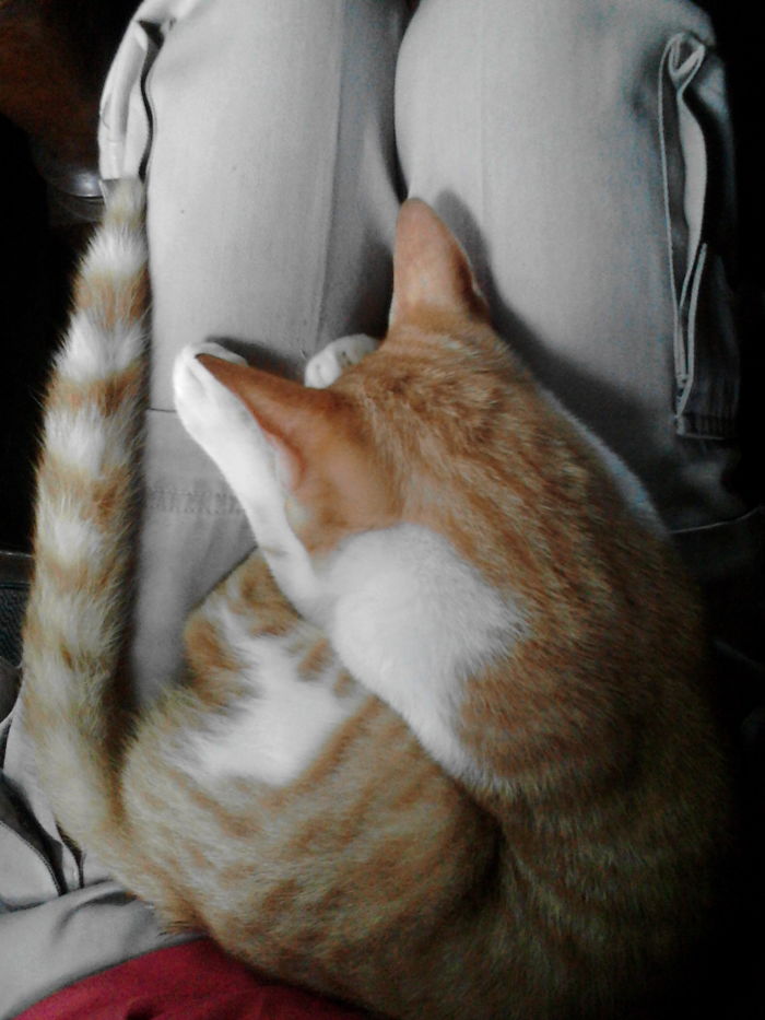 "i've Told You, I'm A Shy Cat. I Won't Be Famous..."