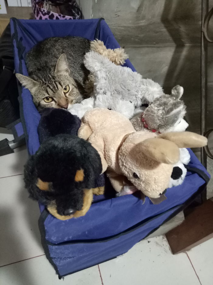 Guess Who's Trying To Belong? 😂 #weirdocat