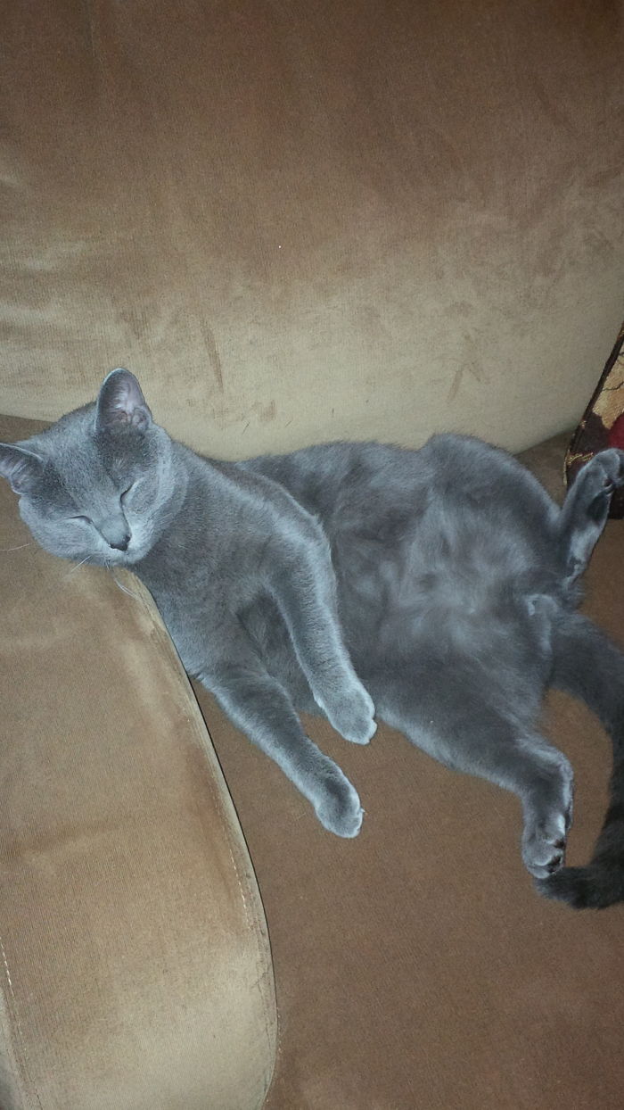 He Likes To Show His Pretty Belly When He Sleeps