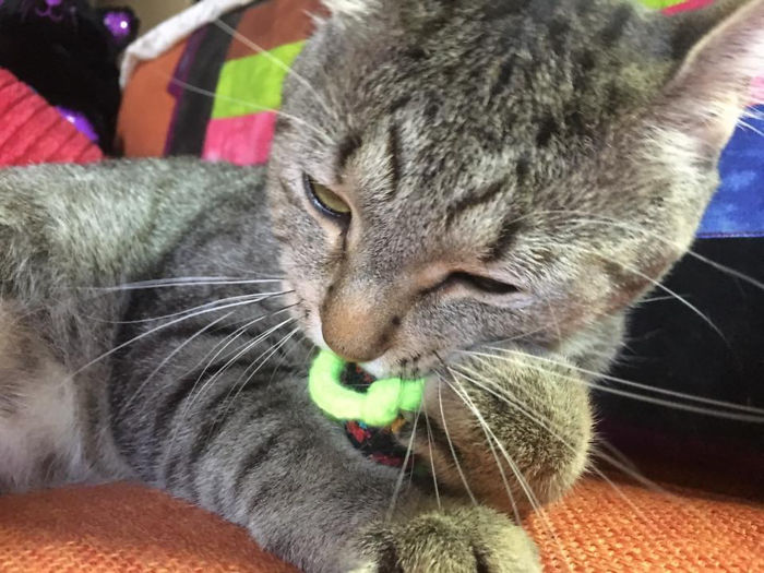 Oscar, My Rescue Cat Playing With His Favourite Mouse Toy.