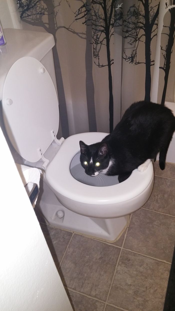 He Drinks Out Of The Toilet Even Though He Always Has Fresh Water.