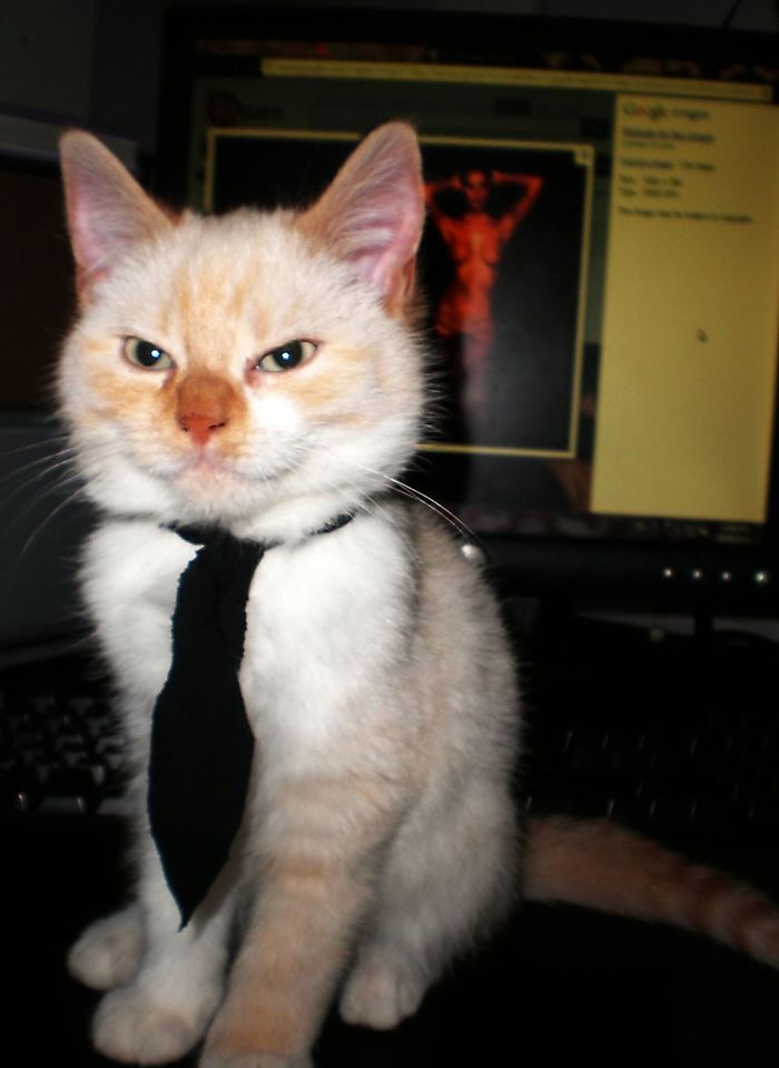 Mr. Snibbles After A Long Day At The Office