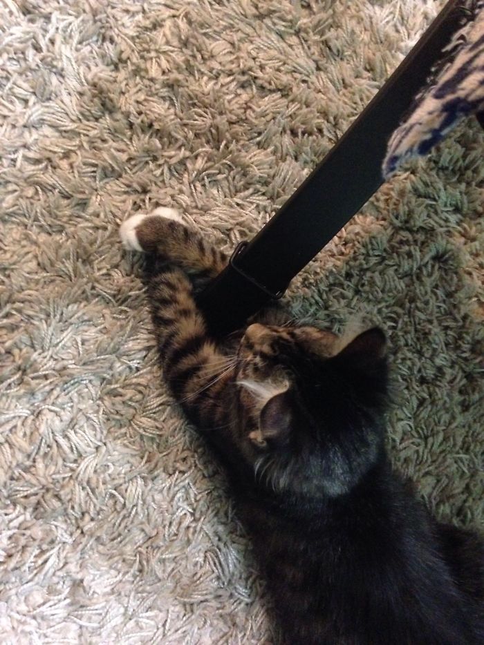 My Cat Likes To Snuggle. Sometimes It's Me, Sometimes It's The Table.