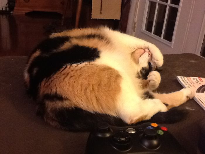 This Is Cat. This Normal For Her