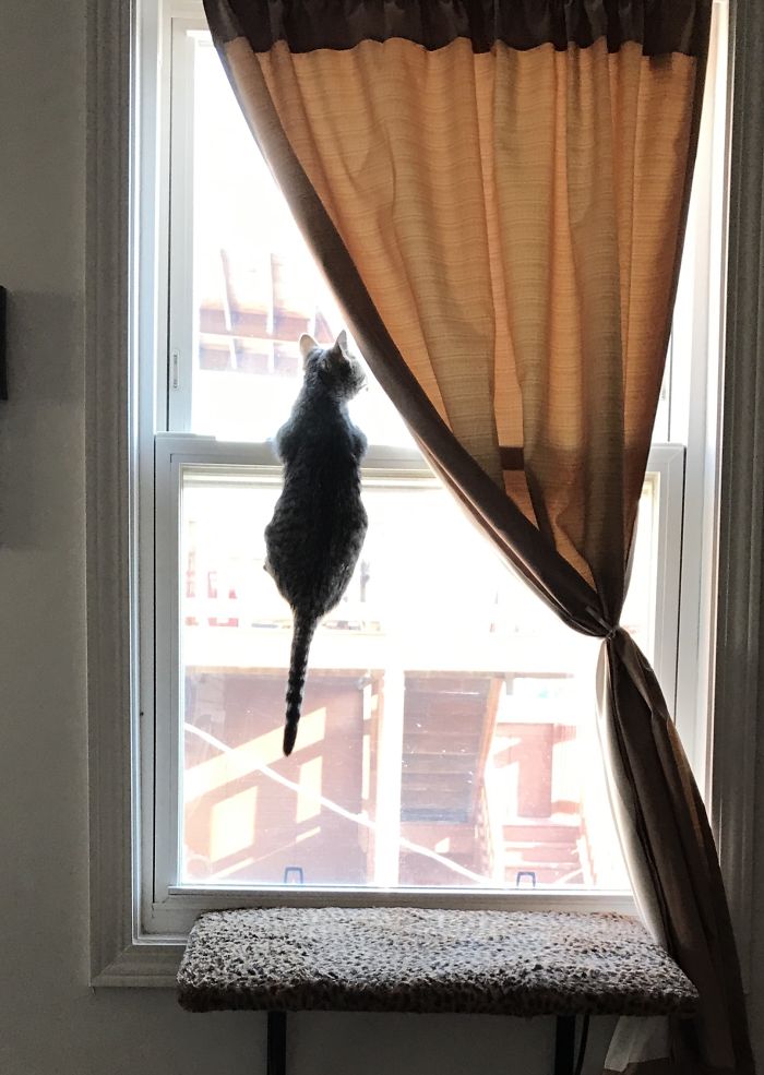 Who Needs A Window Seat, When You Can Just Hang Out On The Actual Window?