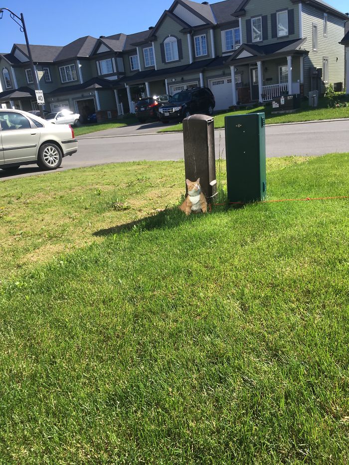 So Much For Cats Loving The Sun.