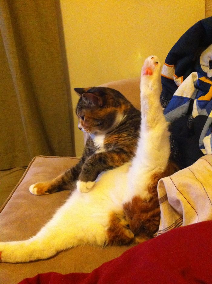 Loki Enjoying Some Animal Planet On Tv.