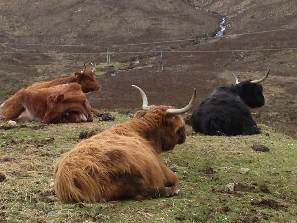 The Three Highland Cows> Mummy. Daddy And Baby Cow!