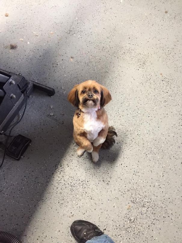 Begging For A Treat. Or Pretending To Be A Kangaroo.