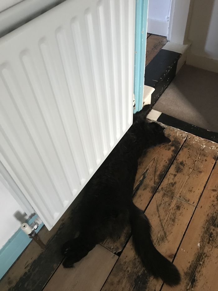 Coco Longing For The Heat