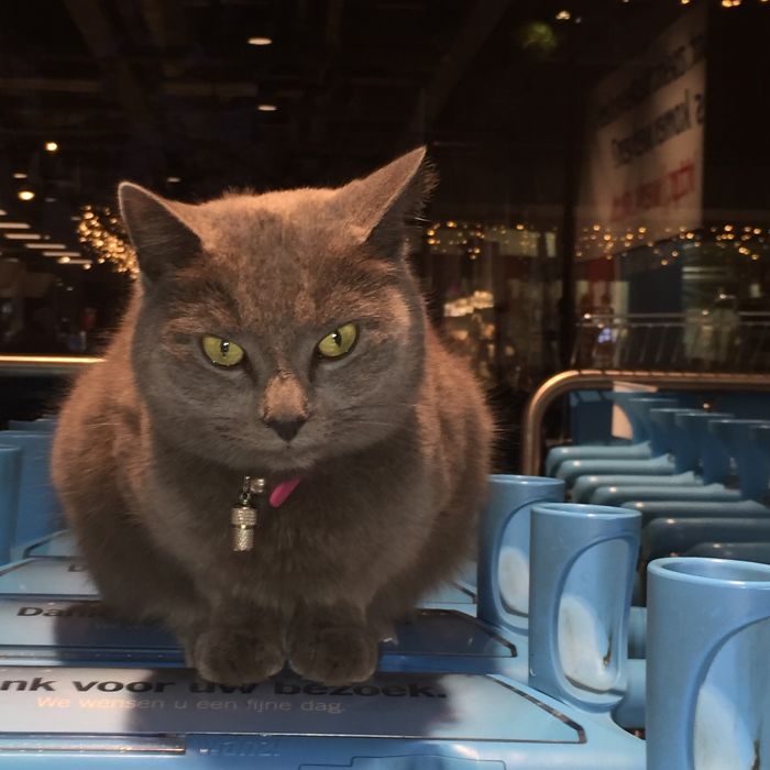This Cat Likes To Spend His Days In The Supermarket