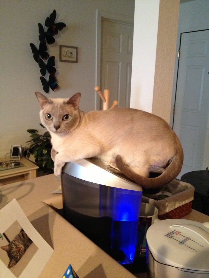 Coffee Anyone? I Returned From Running Errands And Found Mischa On My Keurig.