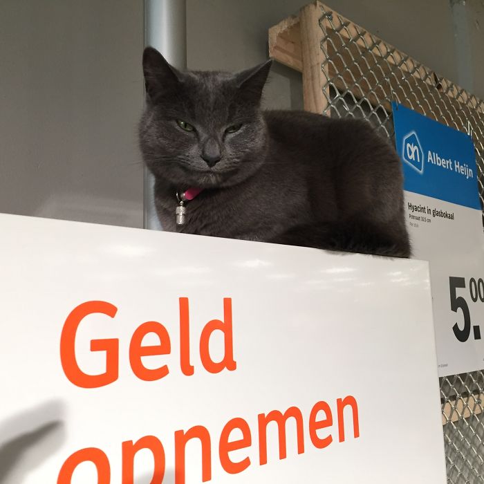 When Supermarketkat Decides He Has Been Kuddled Enough He Sits On The Atm Sound And Save