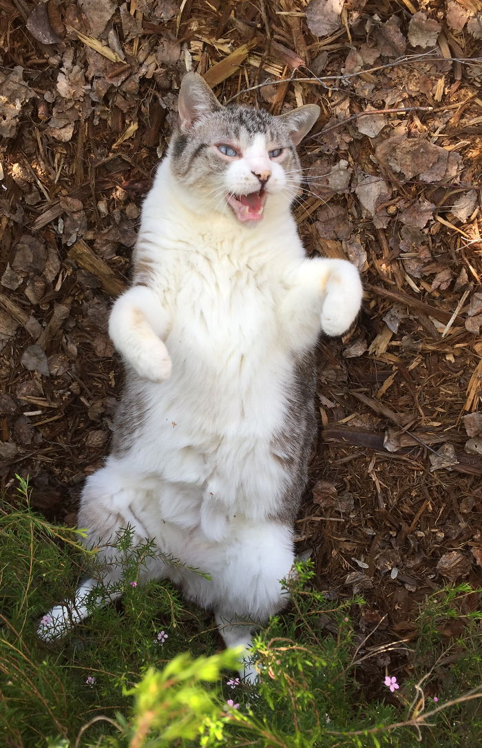 Scratch My Belly - Now!