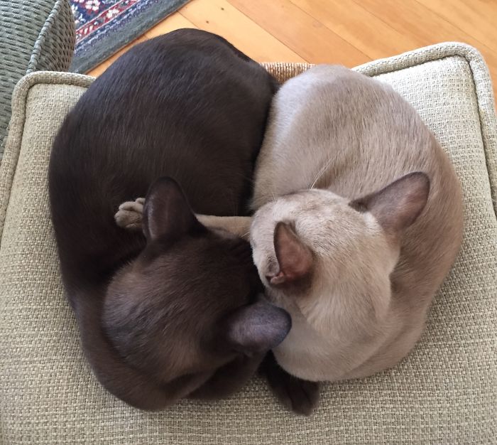 Yin And Yang