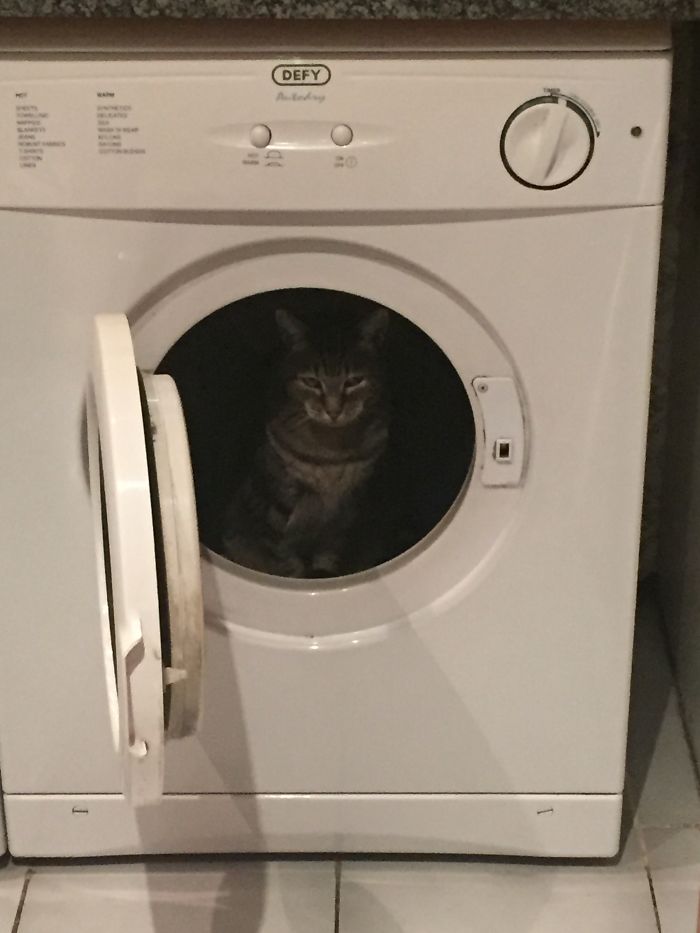 My Cat Tigger, Sits Inside The Dryer.