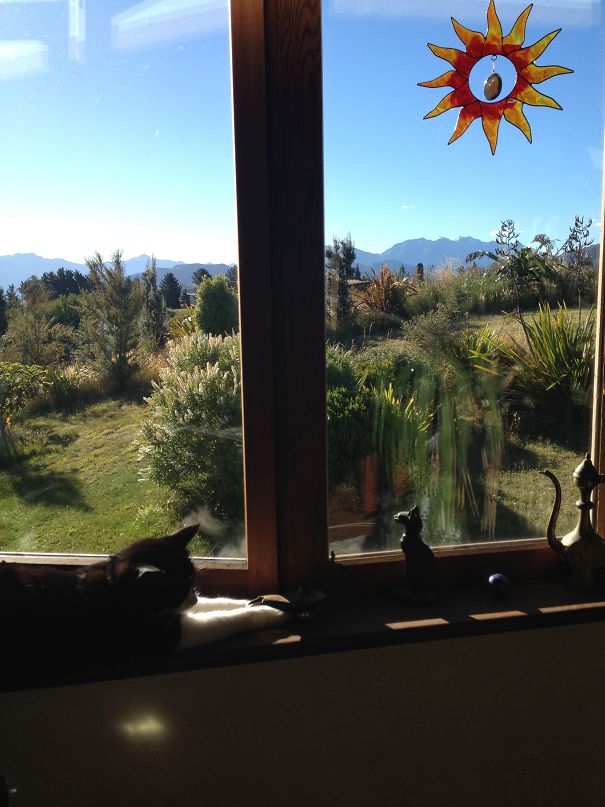 The Altar Of Sun (& Cat) Worship!