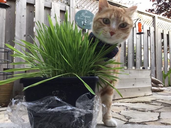 My Cat Tiger Thinks He Is Hidden And No One Can See Him. I Just Play Along.