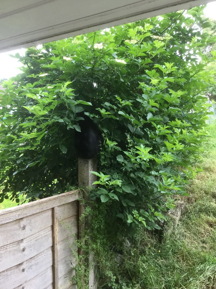 Spot My Cat! Why Is She Facing Into The Bush????